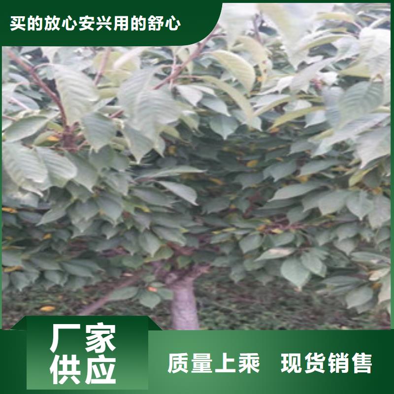 樱花占地果树无中间商厂家直销