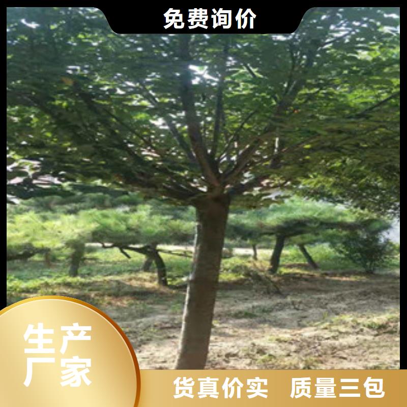 櫻花_占地果樹每一處都是匠心制作