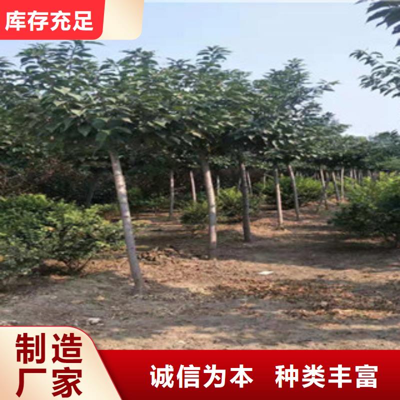 櫻花核桃苗櫻花苗長果桑樹苗工廠認證