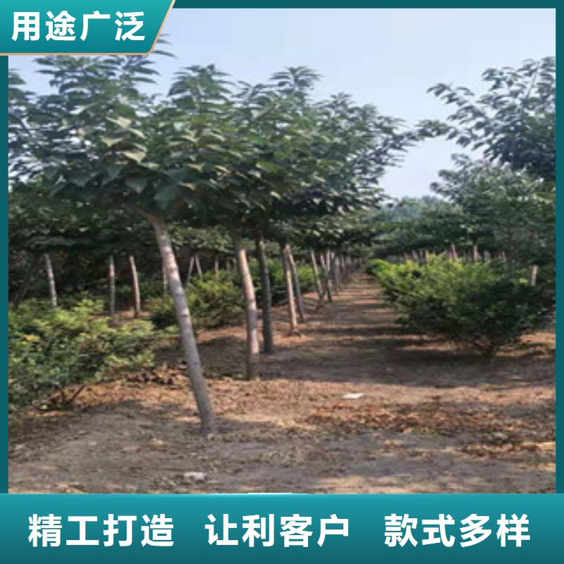 櫻花核桃苗櫻花苗長果桑樹苗工廠認證