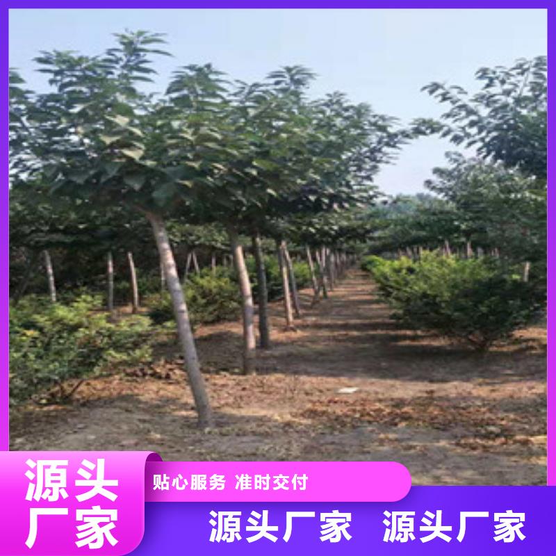 櫻花占地果樹源頭工廠量大優惠