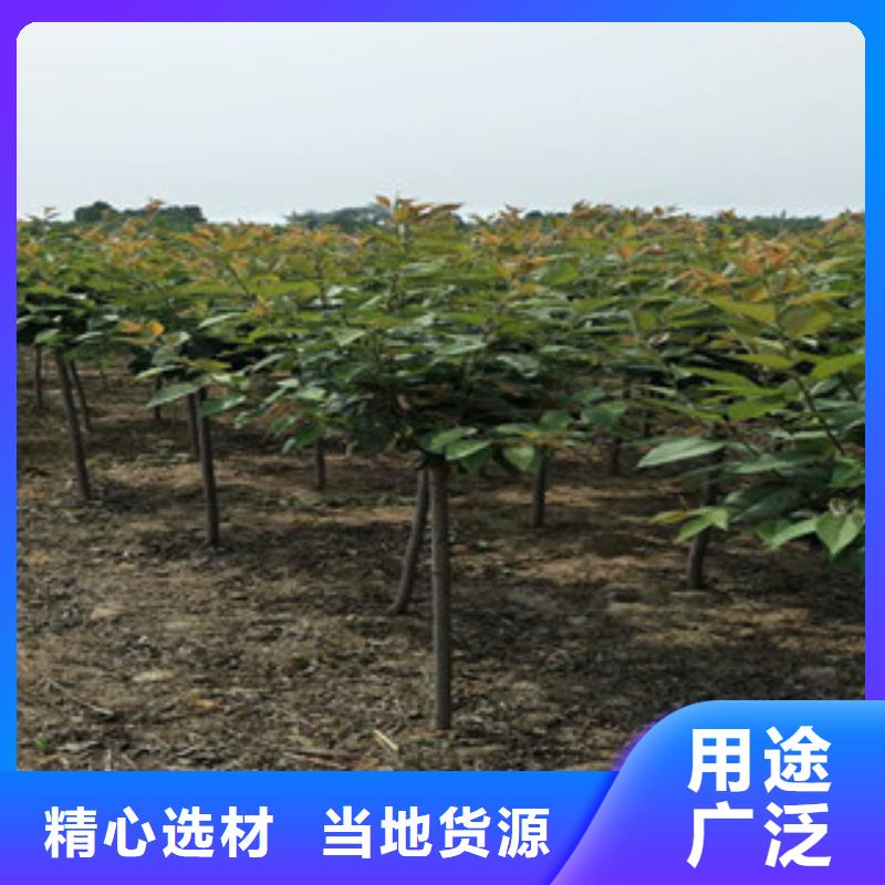 【樱花核桃苗樱花苗长果桑树苗出厂价】