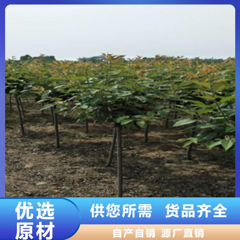 櫻花核桃苗櫻花苗長果桑樹苗工廠認證