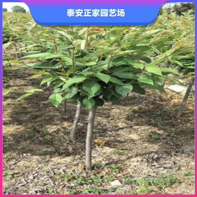 【樱花蓝莓苗优质货源】