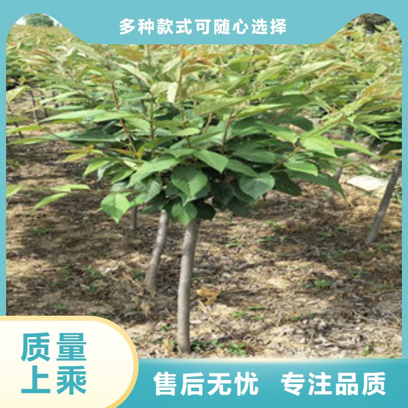櫻花藍莓苗產地工廠