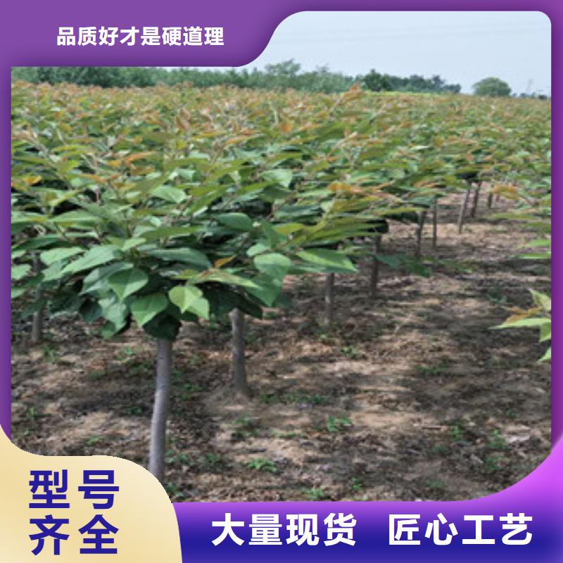 櫻花核桃苗櫻花苗長果桑樹苗工廠認證