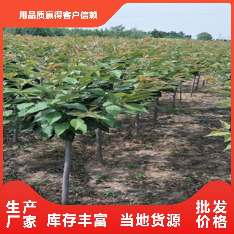 【樱花】蓝莓苗价格实惠工厂直供