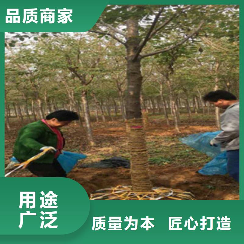 櫻花核桃苗櫻花苗長果桑樹苗工廠認證