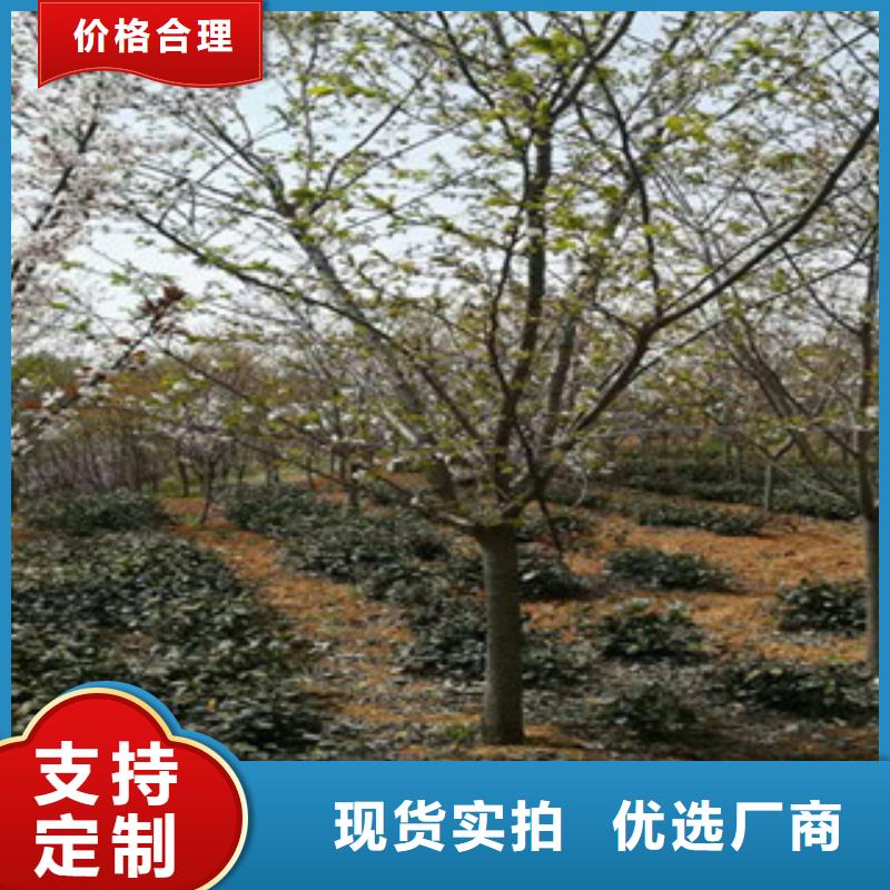 櫻花泰山景松造型景松豐富的行業經驗