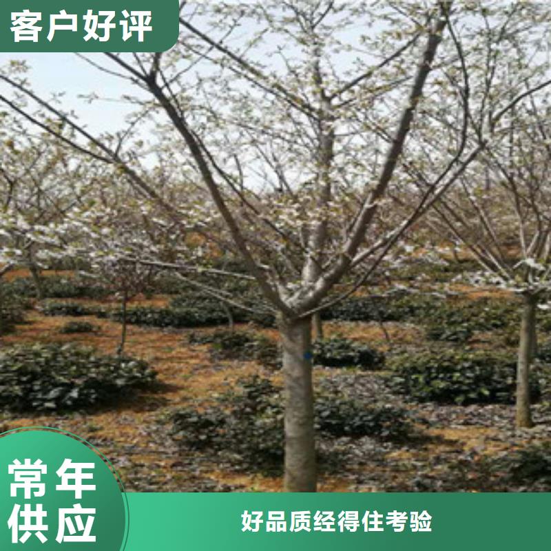 【櫻花】藍(lán)莓苗價(jià)格透明