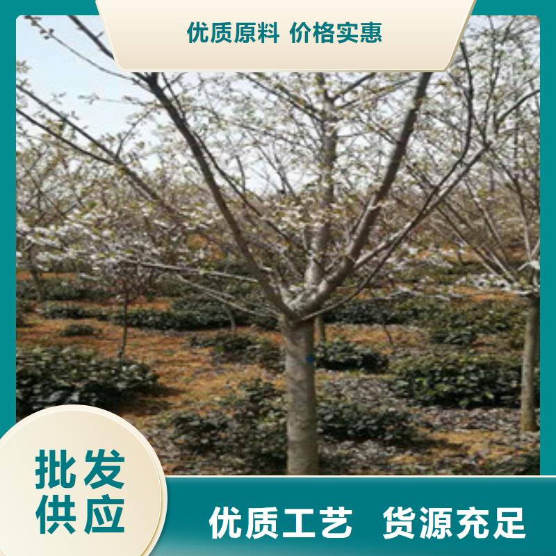 櫻花占地果樹支持定制