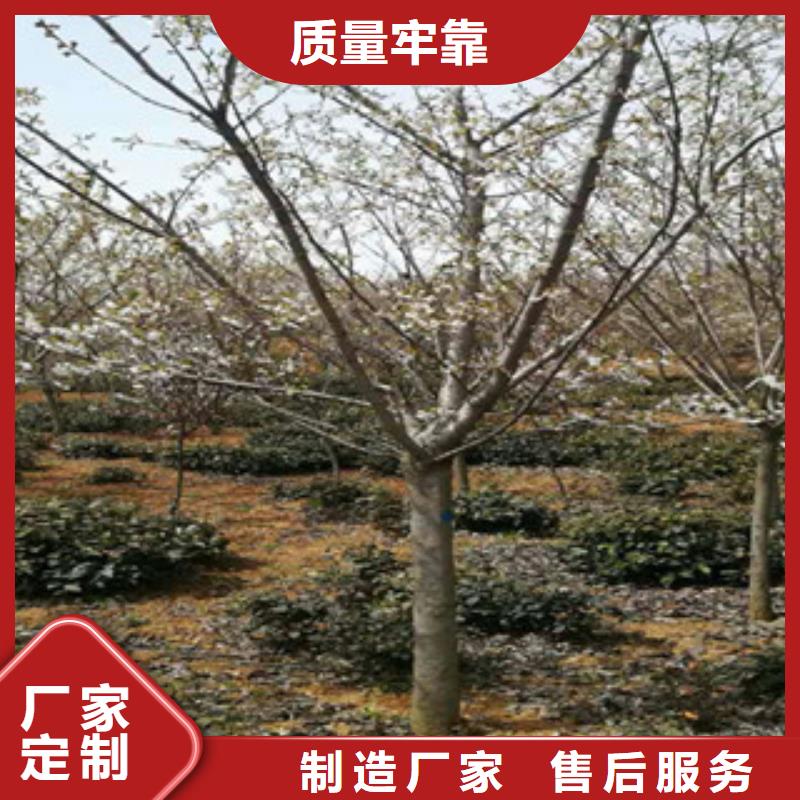 櫻花泰山景松造型景松豐富的行業經驗