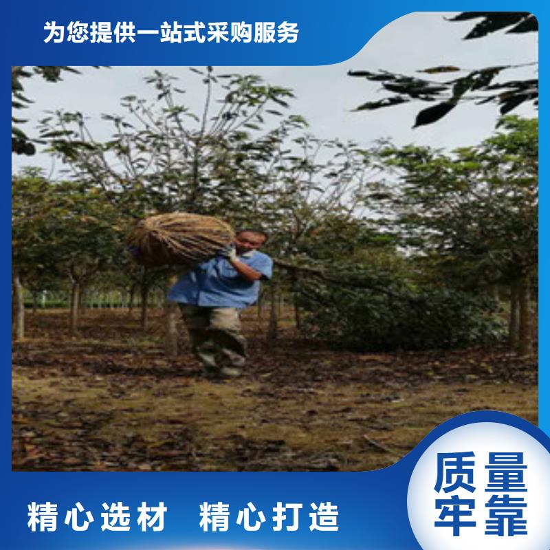 櫻花占地果樹源頭工廠量大優惠