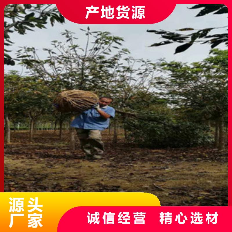 【櫻花】鈣果苗優質材料廠家直銷