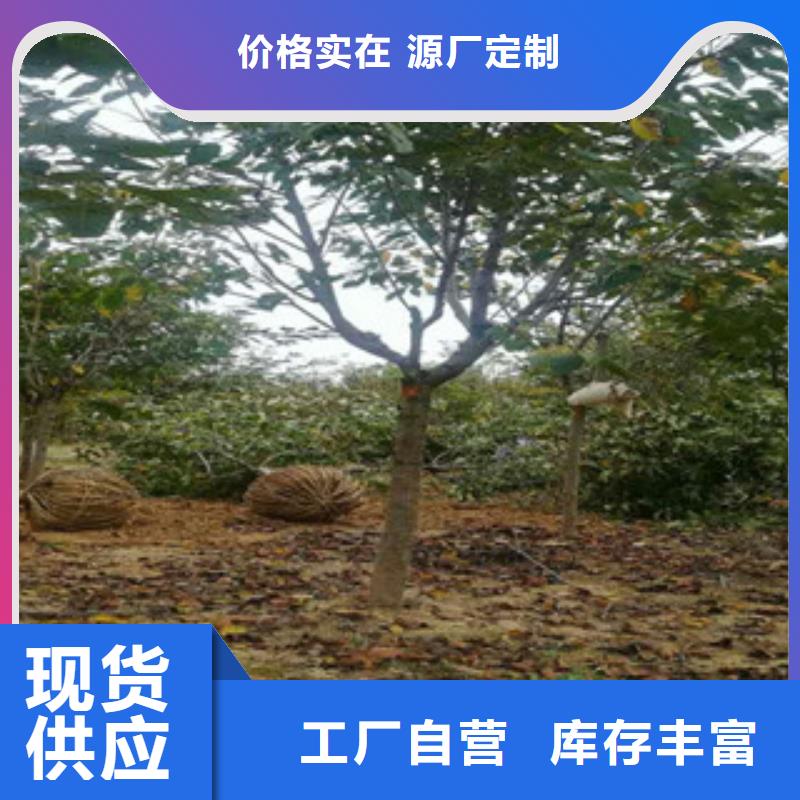 櫻花占地果樹源頭工廠量大優惠