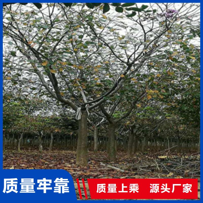 【樱花碧桃符合行业标准】