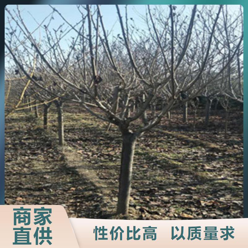 櫻花,鈣果苗支持加工定制