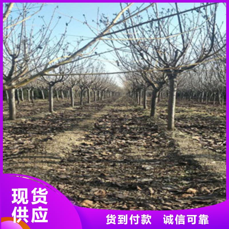 【櫻花】,櫻桃苗實力公司