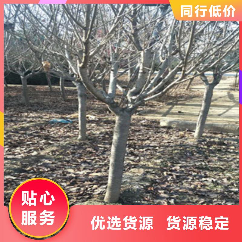 櫻花核桃苗櫻花苗長果桑樹苗工廠認證
