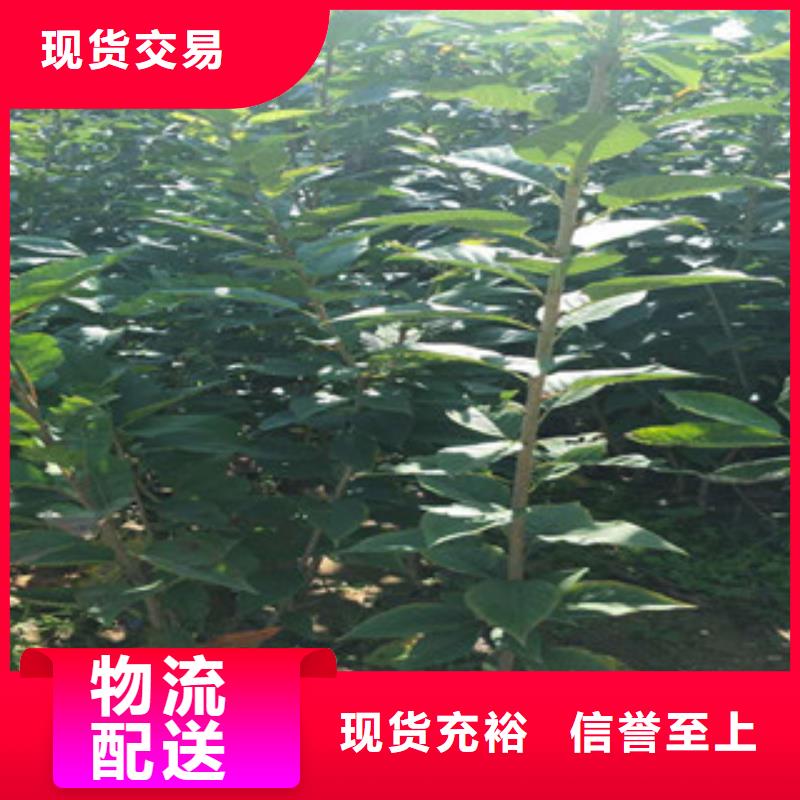 【樱花】蓝莓苗价格实惠工厂直供