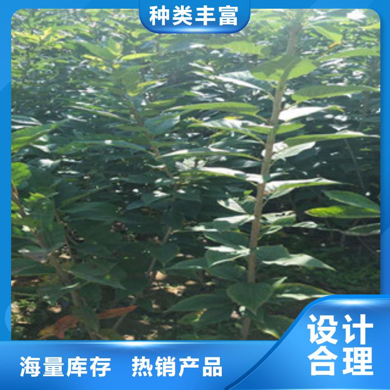 櫻花藍(lán)莓苗大量現(xiàn)貨