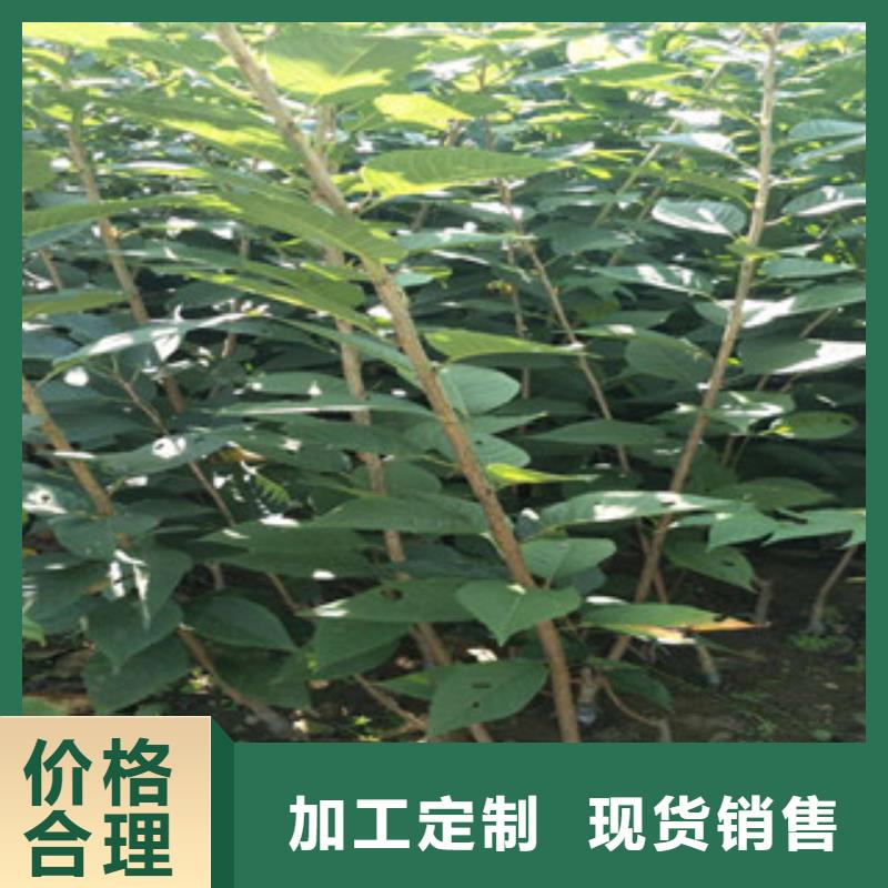 【櫻花】鈣果苗優質材料廠家直銷