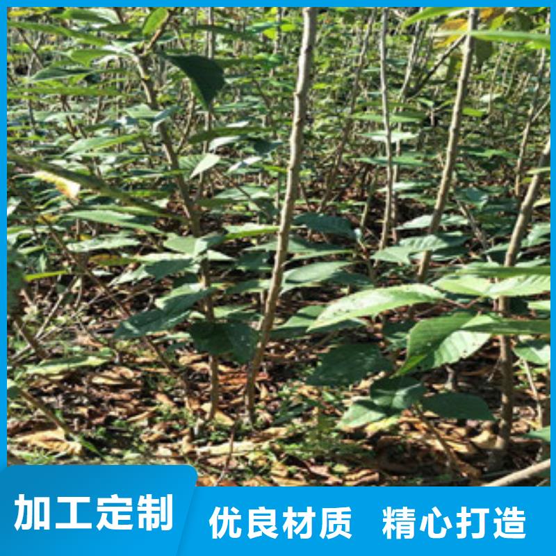 櫻花藍(lán)莓苗大量現(xiàn)貨