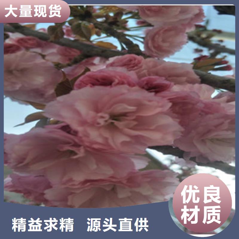 櫻花占地果樹支持定制
