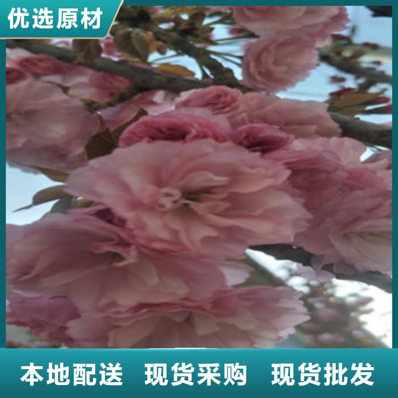 【樱花核桃苗樱花苗长果桑树苗出厂价】