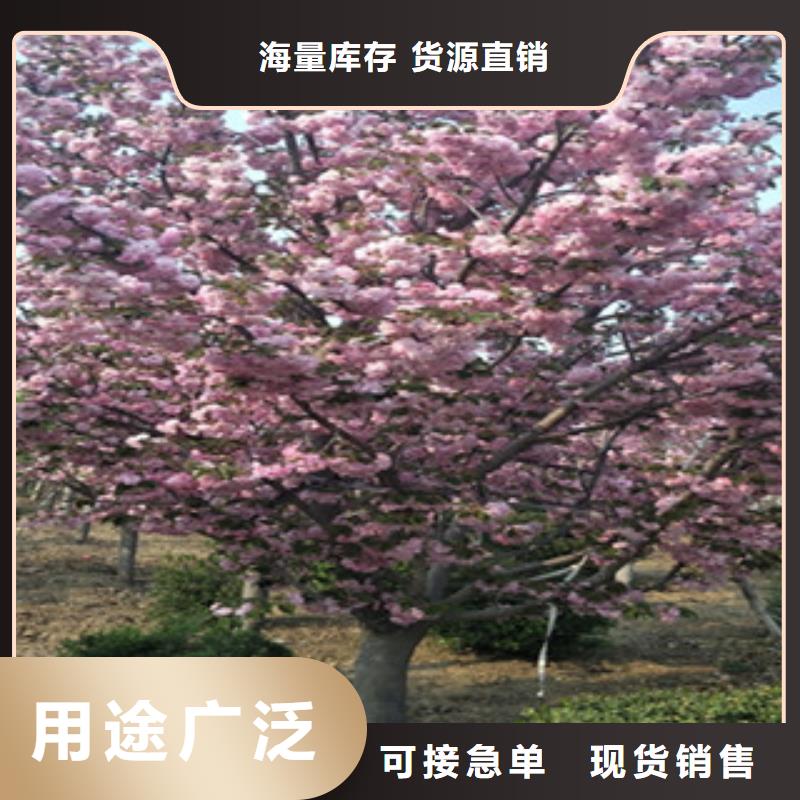 选购【正家】樱花,泰山景松 造型景松好品质用的放心