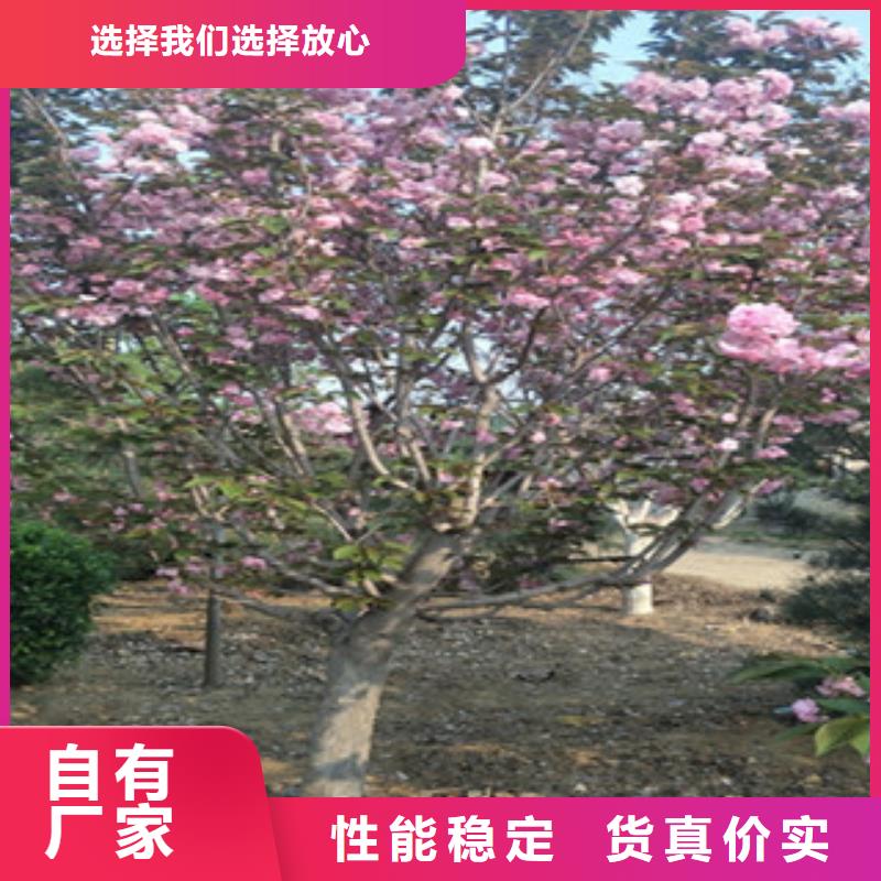 附近【正家】樱花 占地果树工艺精细质保长久