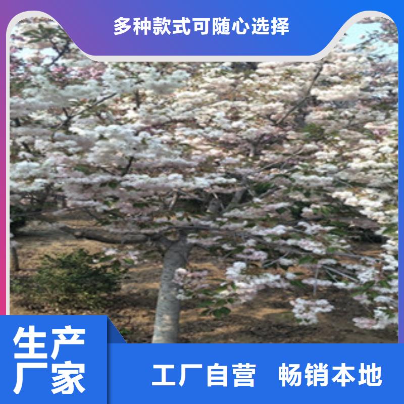 樱花,【泰山景松造型景松】源厂供货