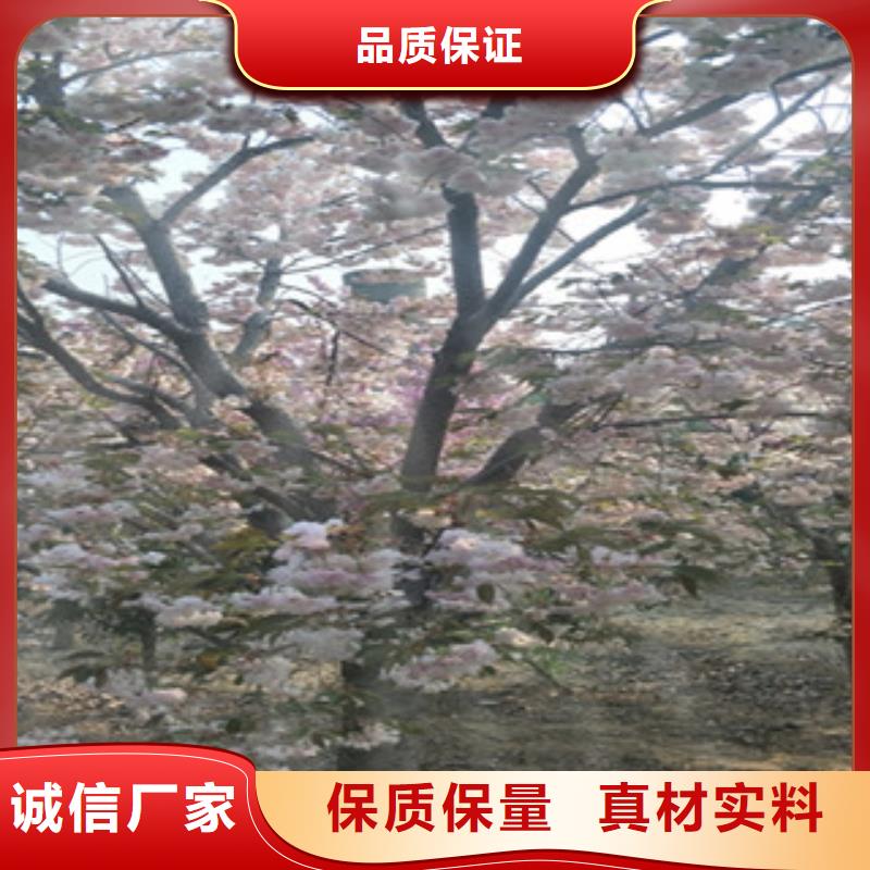选购【正家】樱花,泰山景松 造型景松好品质用的放心