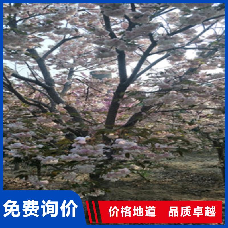 附近【正家】樱花 占地果树工艺精细质保长久