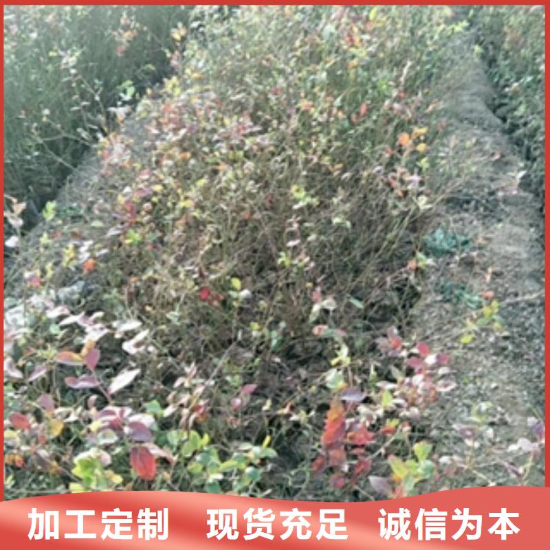 【藍莓苗】核桃苗櫻花苗長果桑樹苗定制銷售售后為一體