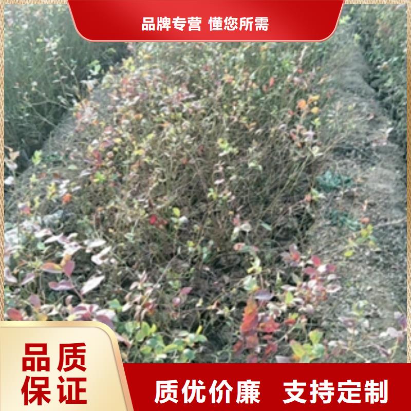 藍莓苗鈣果苗廠家直發