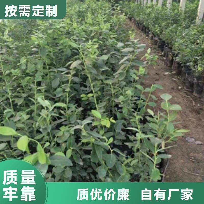 藍莓苗_綠化樹綠化工程今日價格