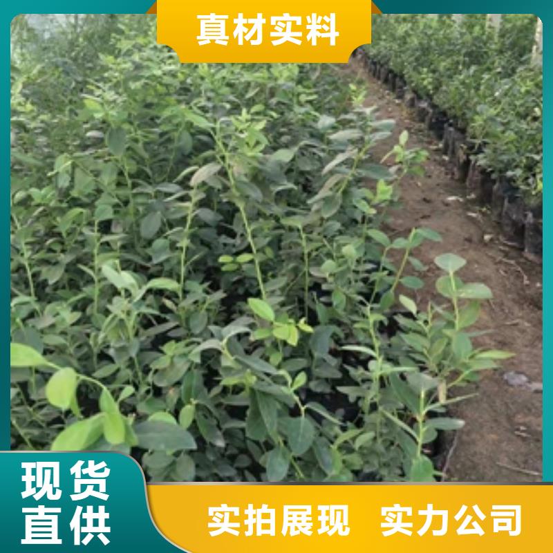 【藍莓苗】占地果樹做工細致