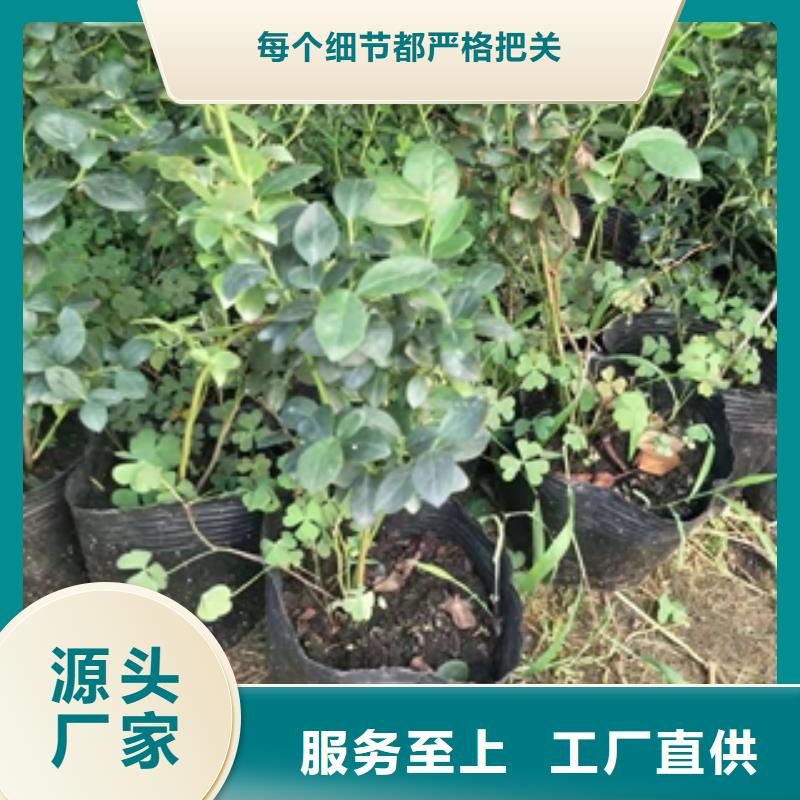 藍莓苗櫻桃苗支持非標定制