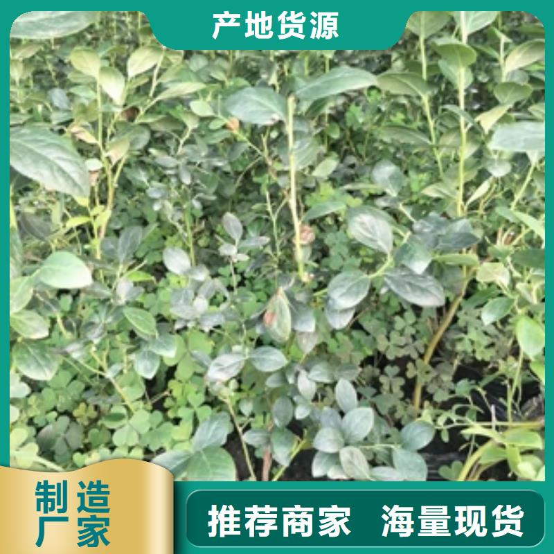 【藍(lán)莓苗國槐高品質(zhì)現(xiàn)貨銷售】