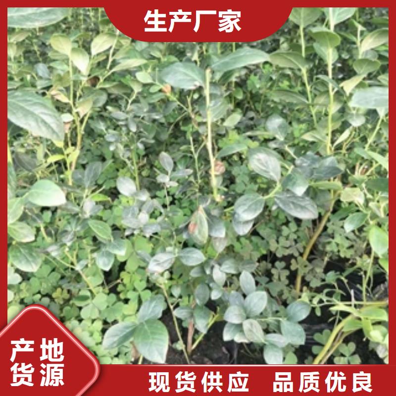 【藍莓苗_綠化樹綠化工程源頭實體廠商】