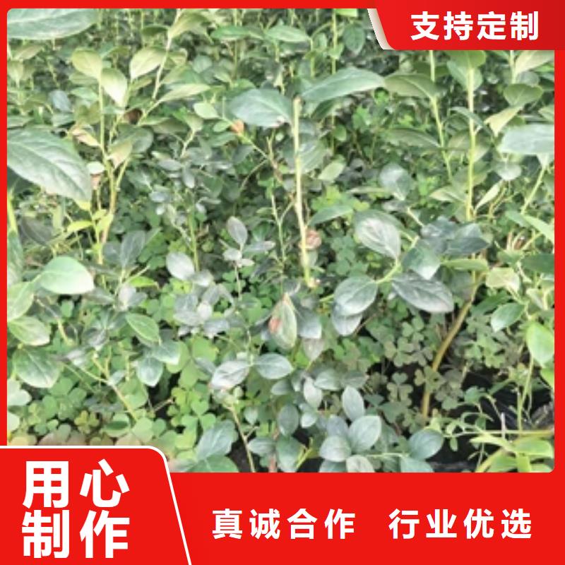 藍莓苗占地果樹物美價優