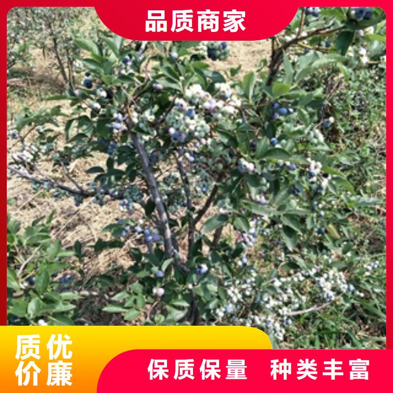 藍(lán)莓苗泰山景松造型景松多種規(guī)格庫存充足