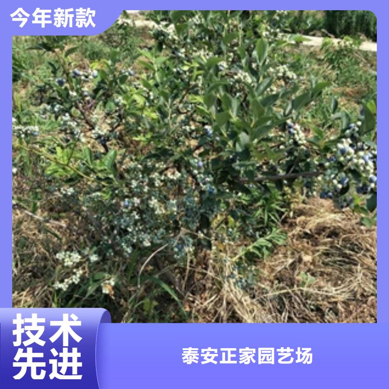 【藍莓苗】核桃苗櫻花苗長果桑樹苗定制銷售售后為一體