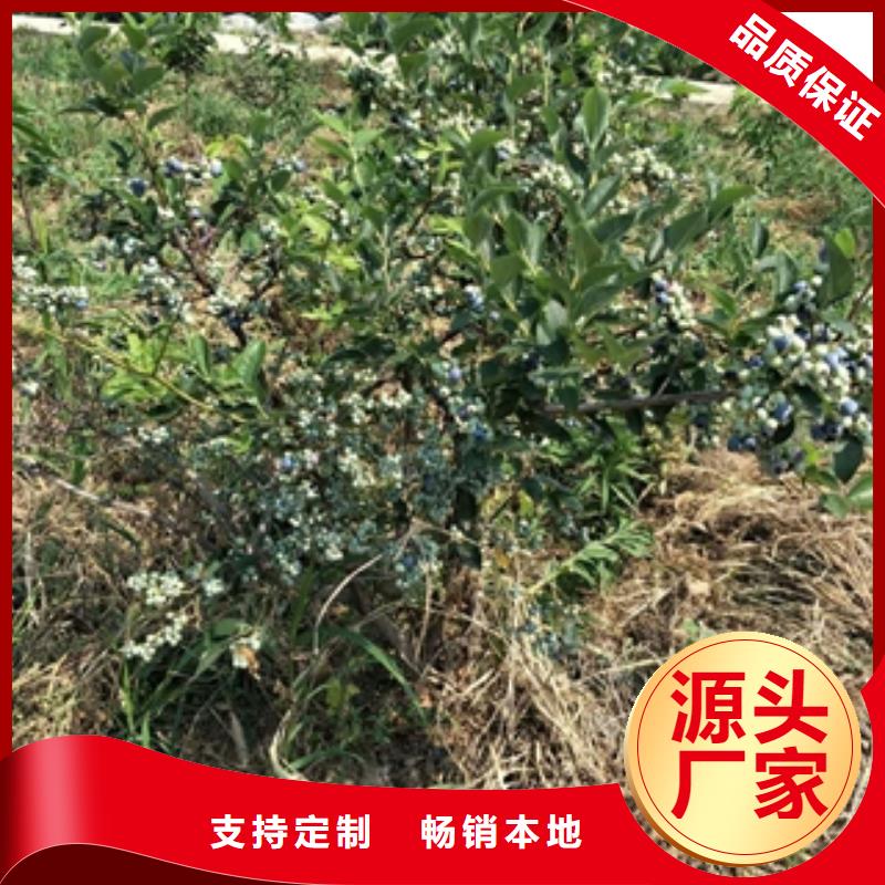 藍莓苗-占地果樹嚴格把控每一處細節