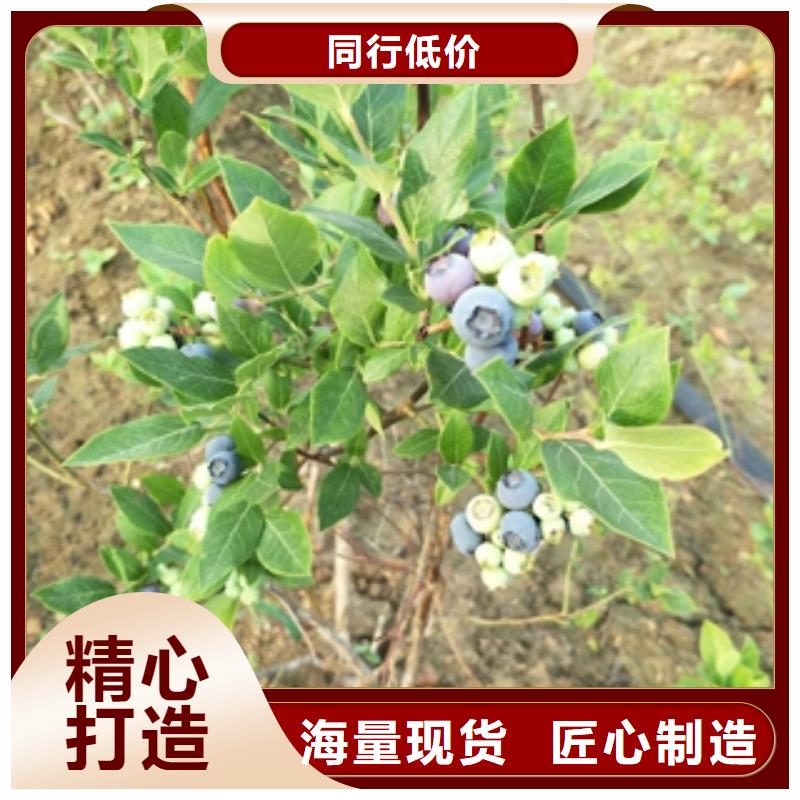 【藍莓苗_綠化樹綠化工程源頭實體廠商】