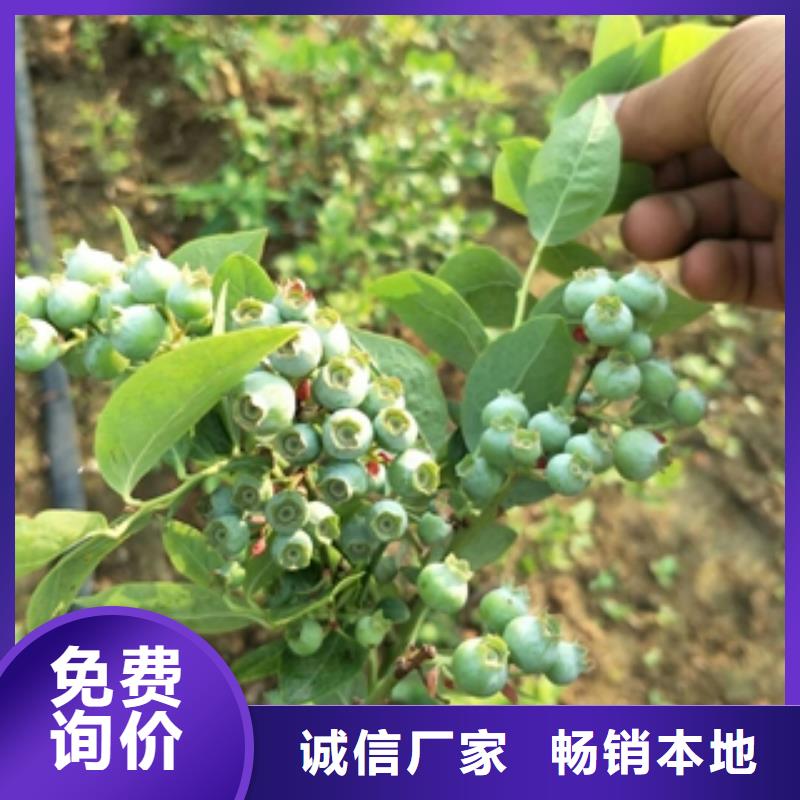 藍莓苗碧桃研發生產銷售