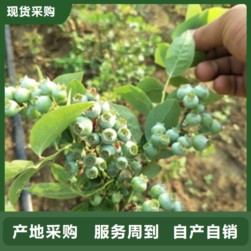 藍莓苗-占地果樹嚴格把控每一處細節