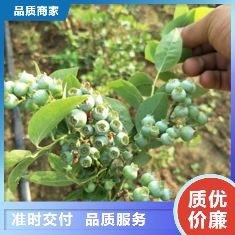 蓝莓苗核桃苗樱花苗长果桑树苗诚信商家