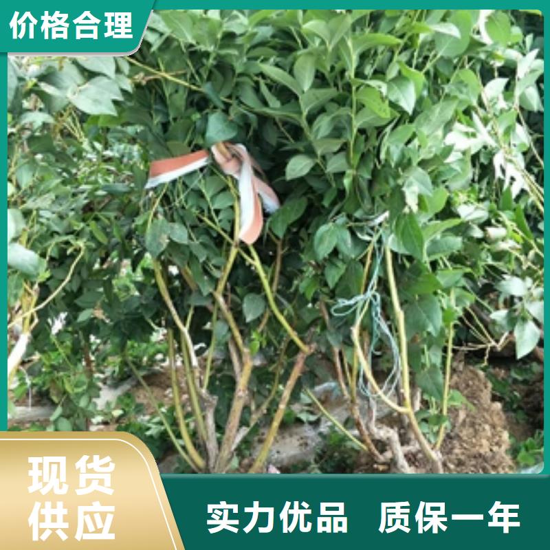 藍莓苗櫻桃苗支持非標定制